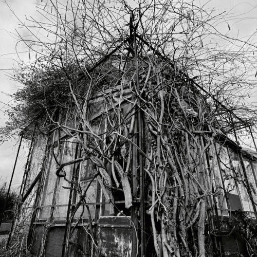 Impure Wilhelmina : Dead Decades